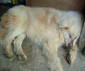 Κουνουπιδιανά Χανίων: Ένας άρρωστος σκύλος χρειάζεται τη βοήθεια μας